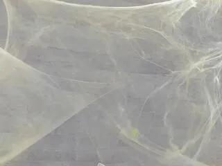 jennifer_dumont on Flirt4Free 